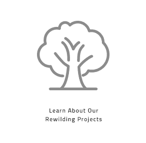 Rewilding Projects