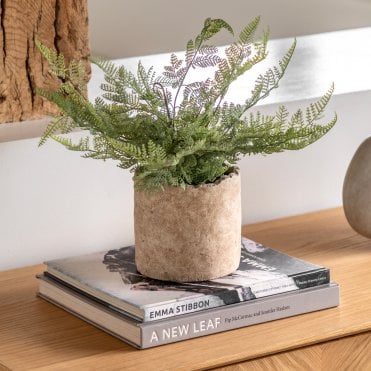 Potted Fern
